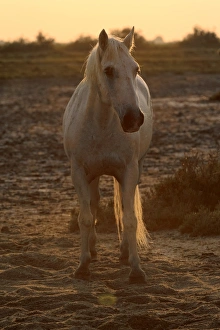 Horse Prints: Camargue Horse, stallion, backlit at sunset