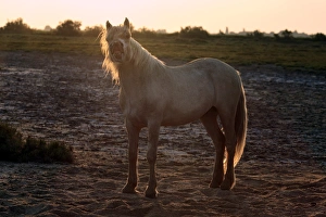Sun Set Prints: Camargue Horse, stallion, in flehmen