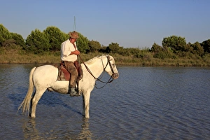 Camargue Horse, stallion, with mounted gardian, standing in wetland habitat, Saintes Marie de la Mer, Camargue, Bouches du Rhone, France