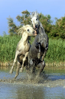 Aggression Prints: Camargue Horse, two stallions, fighting in water