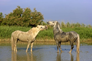 Camargue Horse, two stallions, fighting in water, Saintes Marie de la Mer, Camargue, Bouches du Rhone, France