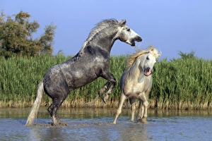 Camargue Horse, two stallions, fighting in water, Saintes Marie de la Mer, Camargue, Bouches du Rhone, France