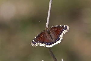Butter Fly Prints: Camberwell Beauty or Mourning Cloak Butterfly