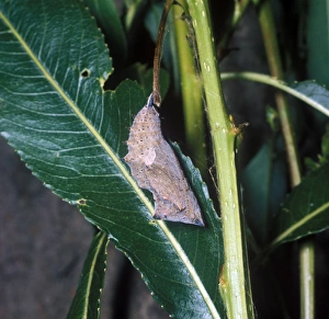 Pupa Prints: Camberwell Beauty (Nymphalis antiopa) pupa