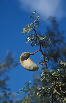 Camel Thorn Acacia (Acacia erioloba) Seed pods - Namibia