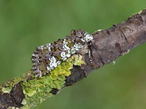 Piedmont Prints: Cameo Moth (Polymixis gemmea) adult