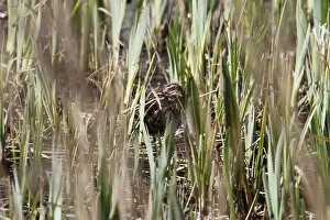 Reed Prints: well camouflaged Common Snipe are difficult to see in fresh reed bed growth