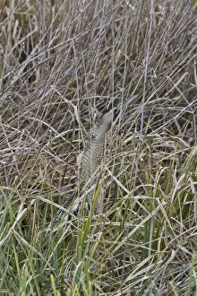 Reed Prints: A well camouflaged Great Bittern in reeds at RPSB Minsmere Suffolk