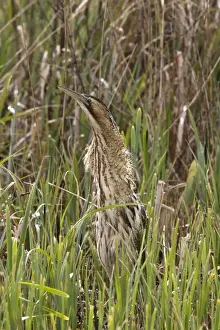 A well camouflaged Great Bittern in reeds at RPSB Minsmere Suffolk