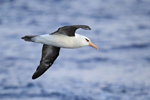 Albatrosses Prints: Campbell Albatross (Thalassarche impavida) adult, in flight at sea, off New Zealand, March