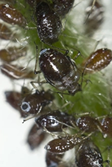 Campion aphids, Brachycaudus lychnidis, colony on flowering red campion, Silene dioica