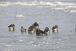 Sleeping Prints: Canada Goose (Branta canadensis) flock, with Mallard Duck (Anas platyrhynchos) adult male