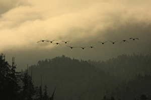 Sunrise Prints: Canada Goose (Branta canadensis) flock
