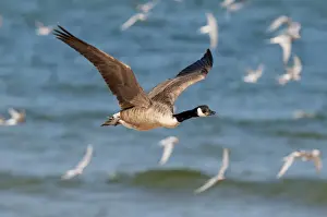 Aliens Prints: Canada Goose (Branta canadensis) introduced species