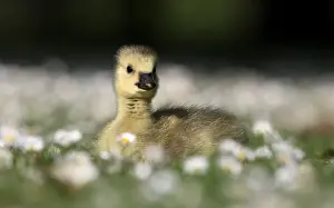 Gosling Prints: Canada Goose (Branta canadensis) introduced species