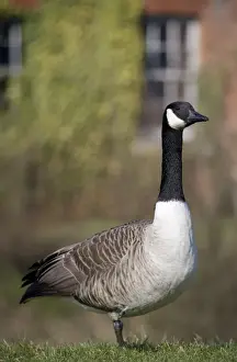 Canada Goose (Branta canadensis) introduced species, adult, standing in urban parkland, Gosport, Hampshire, England, february