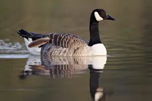 Canada Goose (Branta canadensis) introduced species, adult, moulting feather, swimming, Midlands, England, april