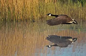 Canada Goose (Branta canadensis) introduced species, adult, in flight over water, Strumpshaw Fen RSPB Reserve, River Yare, The Broads, Norfolk, England, april