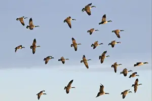 Canada Goose (Branta canadensis) introduced species, flock, in flight, Slimbridge, Gloucestershire, England, december