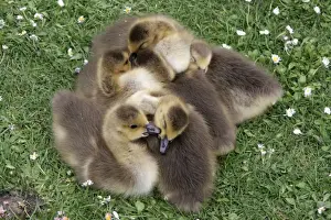 Canada Goose (Branta canadensis) introduced species, goslings, sleeping huddled together, London, England, may