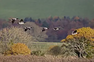 Canada Goose (Branta canadensis) introduced species, six adults, in flight, Mersehead RSPB Reserve, Dumfries and Galloway, Scotland, november