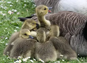 Canada Goose (Branta canadensis) introduced species, goslings, huddled together beside parent, London, England, may