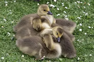 Canada Goose (Branta canadensis) introduced species, goslings, sleeping huddled together, London, England, may