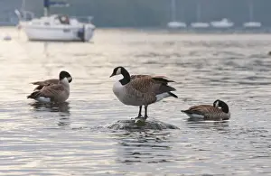 Canada Goose (Branta canadensis) introduced species, three adults, preening on lake, Bowness on Windermere