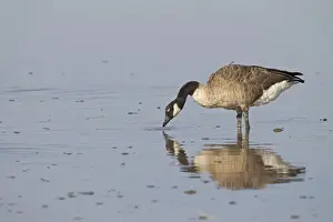 Canada Goose (Branta canadensis) introduced species, adult, feeding in shallow water, in coastal wetland