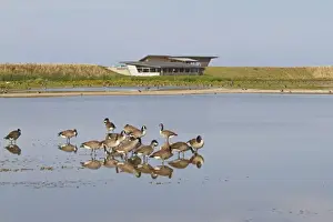 Canada Goose (Branta canadensis) introduced species, adults, flock preening in shallow water