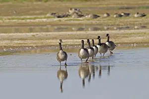 Canada Goose (Branta canadensis) introduced species, six adults, walking in single file, in coastal wetland