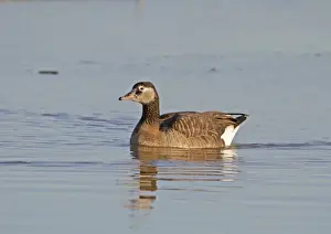 Canada Goose (Branta canadensis) x Greylag Goose (Anser anser) Canlag hybrid, adult, swimming, Norfolk, England, october