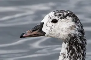 Canada Goose (Branta canadensis) x Greylag Goose (Anser anser) Canlag hybrid, adult, close-up of head