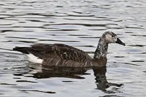 Canada Goose (Branta canadensis) x Greylag Goose (Anser anser) Canlag hybrid, adult, swimming on lake in city parkland