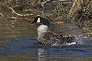 Splash Prints: Canada Goose splash bathing