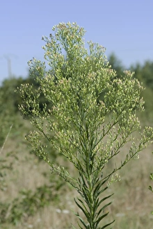 Waste Prints: Canadian fleabane, Conyza canadensis, flowering, Gironde, France, August