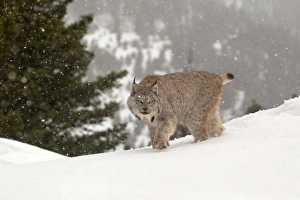 Lynxes Prints: Canadian Lynx (Lynx canadensis) adult