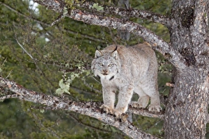 Canadian Lynx (Lynx canadensis) adult, standing on branches in conifer tree, Montana, U. S. A. january (captive)