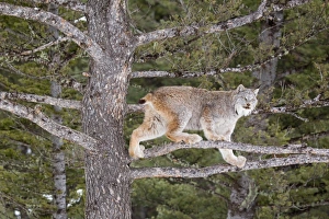 Canadian Lynx (Lynx canadensis) adult, standing on branches in conifer tree, Montana, U. S. A. january (captive)