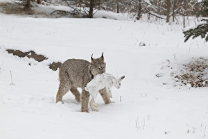 Canadian Lynx (Lynx canadensis) adult, walking on snow in forest clearing with Snowshoe Hare (Lepus americanus) prey