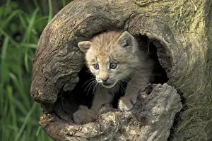 Dens Prints: Canadian Lynx (Lynx canadensis) eight-weeks old cub