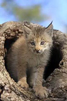 Canadian Lynx (Lynx canadensis) eight-weeks old cub, in hollow tree trunk, Montana, U. S. A. june (captive)