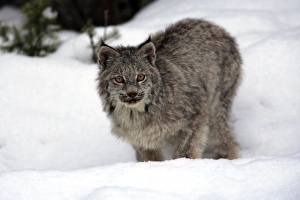 Lynxes Prints: Canadian Lynx (Lynx canadensis) young