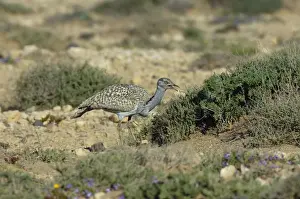 Bustards Prints: Canarian Houbara Bustard (Chlamydotis undulata fuertaventurae) adult