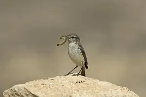 Macaronesia Prints: Canary Islands Chat (Saxicola dacotiae) adult female