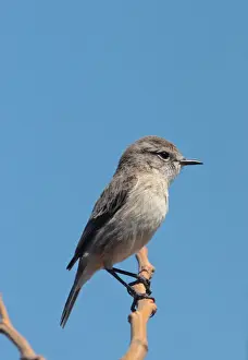 Canary Islands Chat (Saxicola dacotiae) adult female, perched on twig, Last Lajitas, Fuerteventura, Canary Islands