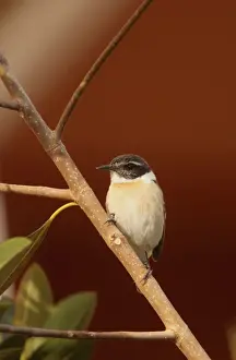 Canary Islands Chat (Saxicola dacotiae) adult male, perched on twig, Caleta de Fustes, Fuerteventura, Canary Islands
