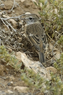 Macaronesia Prints: Canary Islands Chat (Saxicola dacotiae) juvenile