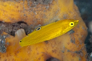 Sponges Prints: Canary Wrasse (Halichoeres chrysus) adult
