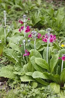Primroses Prints: Candelabra Primrose (Primula pulverulenta) flowering